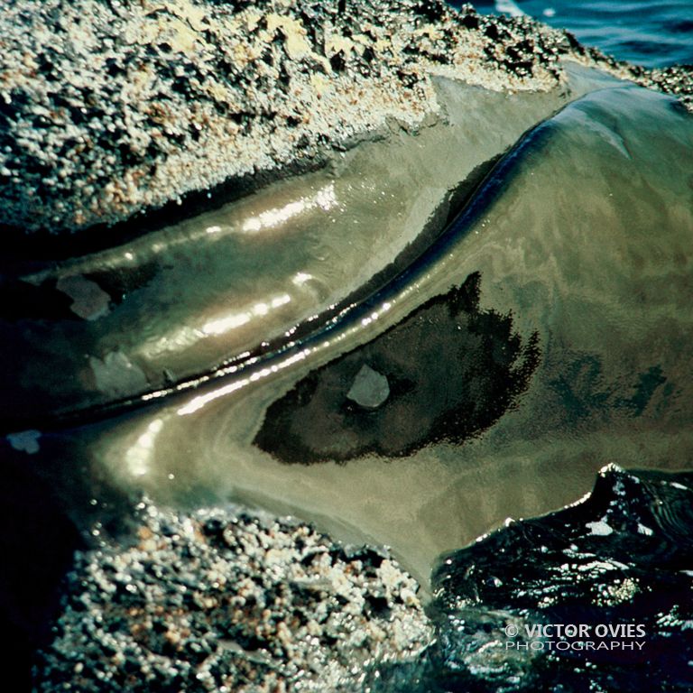 Ballena (Whale)